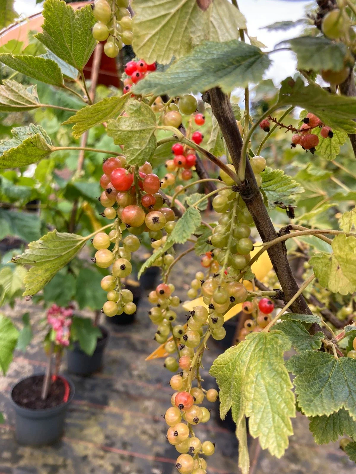 Rote und helle Beeren an einem Strauch