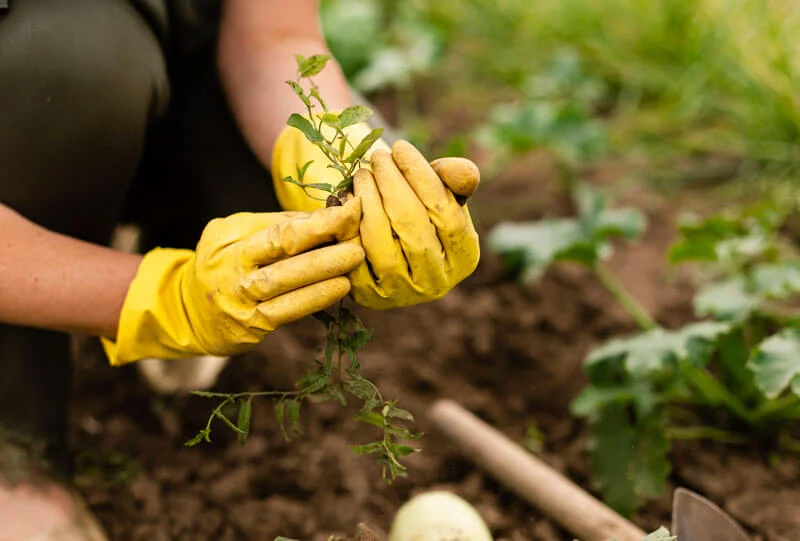 Person mit gelben Gartenhandschuhen pflanzt im Beet